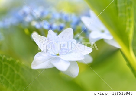鮮やかな緑のアジサイの花 鮮やかな緑のアジサイの花 138519949