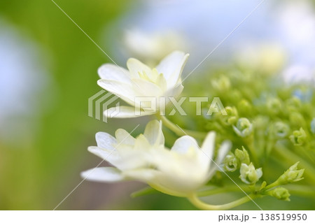 鮮やかな緑のアジサイの花 鮮やかな緑のアジサイの花 138519950