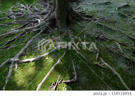地表に這いつくばるように広がる木の根 138519954