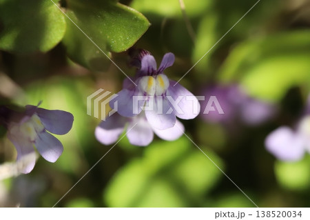 早春の庭に咲く薄紫色のツタバウンランの小さな花 138520034