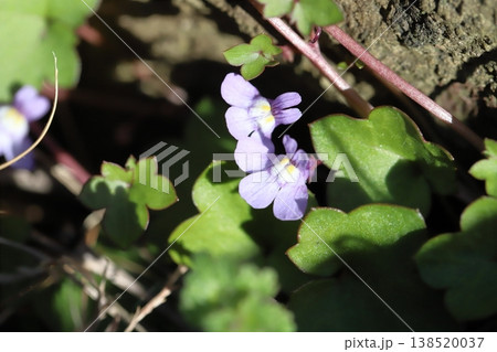 早春の庭に咲く薄紫色のツタバウンランの小さな花 138520037