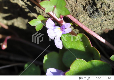 早春の庭に咲く薄紫色のツタバウンランの小さな花 早春の庭に咲く薄紫色のツタバウンランの小さな花 138520038