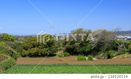 キャベツ・大根の三浦市の名産 キャベツ・大根の三浦市の名産 138520114