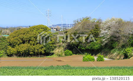 キャベツ・大根の三浦市の名産 キャベツ・大根の三浦市の名産 138520115