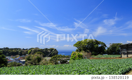 キャベツ・大根の三浦市の名産 138520119
