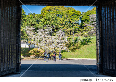 満開の桜が迎える皇居桜田門 138520235