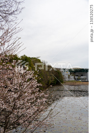 モリコロパークの桜が彩る春の公園風景 モリコロパークの桜が彩る春の公園風景 138520275