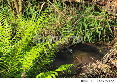 関東唯一の集水域の小網代の森の春 138520472