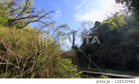 関東唯一の集水域の小網代の森の春 138520482