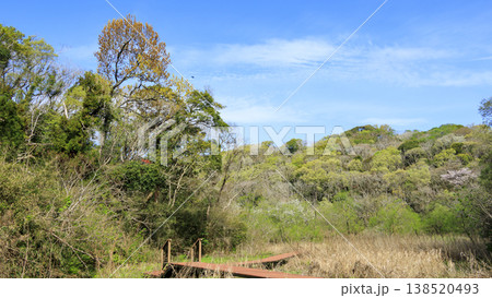 関東唯一の集水域の小網代の森の春 138520493