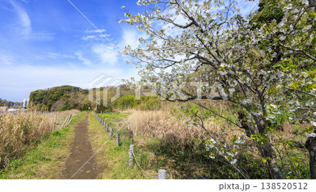 関東唯一の集水域の小網代の森の春 138520512