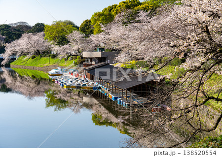 桜満開の千鳥ヶ淵ボート場 桜満開の千鳥ヶ淵ボート場 138520554