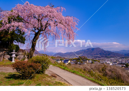 川田のしだれ桜 川田のしだれ桜 138520573