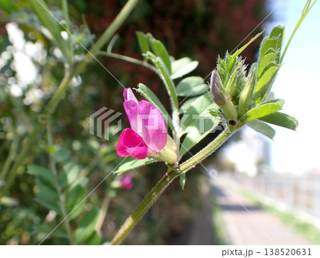 ヤハズエンドウ 138520631