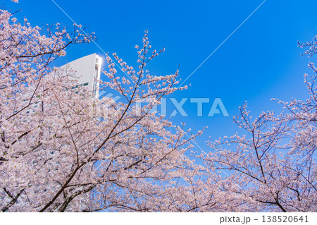 (神奈川県)横浜みなとみらい 満開の桜とインターコンチネンタル ホテル (神奈川県)横浜みなとみらい 満開の桜とインターコンチネンタル ホテル 138520641