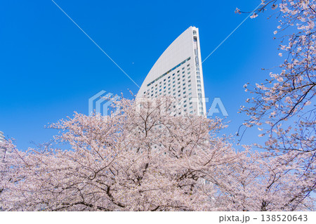 （神奈川県）横浜みなとみらい　満開の桜とインターコンチネンタル ホテル 138520643