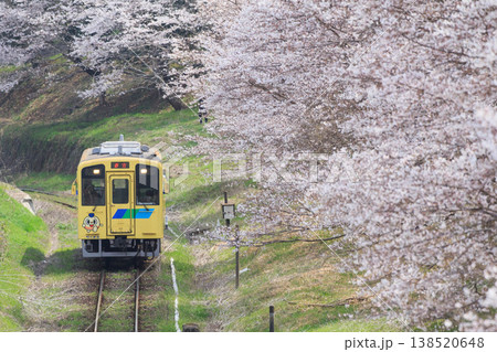 桜並木と「なのはな号」(平成筑豊鉄道) 桜並木と「なのはな号」(平成筑豊鉄道) 138520648