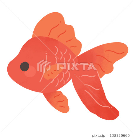 金魚 138520660