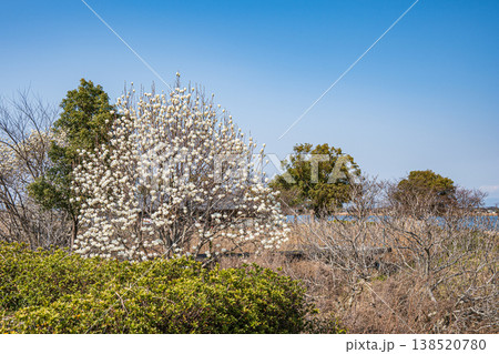 伊庭内湖　カヌーランドに咲くハクモクレン　滋賀県東近江市 138520780