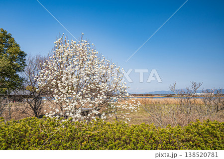 伊庭内湖　カヌーランドに咲くハクモクレン　滋賀県東近江市 138520781