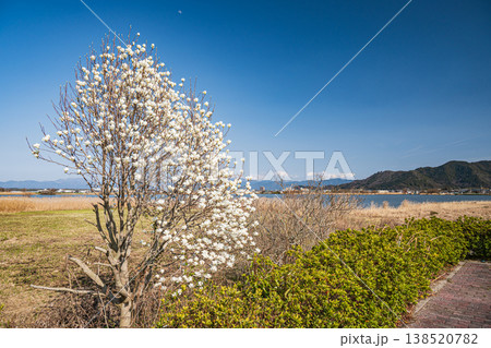 伊庭内湖　カヌーランドに咲くハクモクレン　滋賀県東近江市 138520782