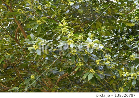 ヤバネヒイラギモチの花 138520787