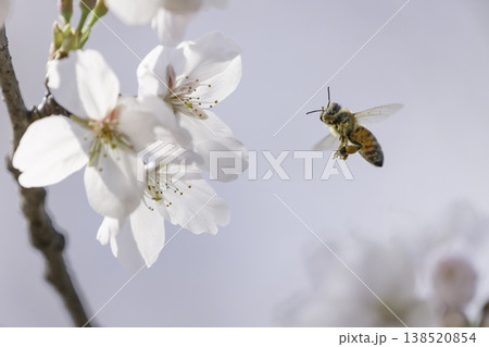 満開のサクラと蜜を集める蜜蜂のホバリング 満開のサクラと蜜を集める蜜蜂のホバリング 138520854