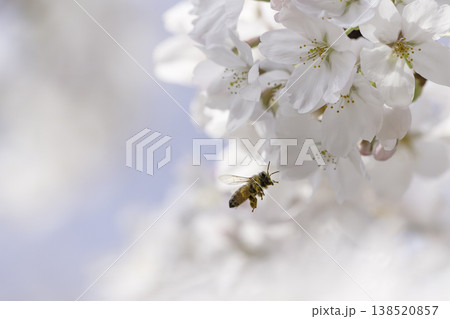 満開のサクラと蜜を集める蜜蜂のホバリング 138520857