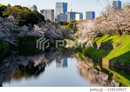 朝の静寂に包まれた桜満開の千鳥ヶ淵 138520927