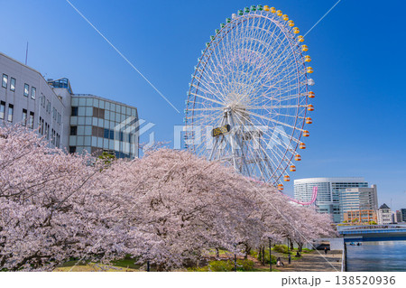 （神奈川県）横浜みなとみらい　満開の桜と超高層ビル群 138520936