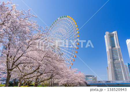 （神奈川県）横浜みなとみらい　満開の桜と超高層ビル群 138520943