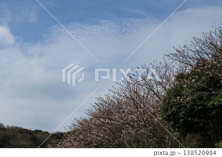 城ヶ島の春 138520984