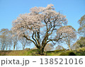 埼玉県大里郡寄居町鉢形　鉢形城の朝の氏邦桜（うじくにざくら） 138521016