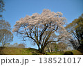 埼玉県大里郡寄居町鉢形　鉢形城の朝の氏邦桜（うじくにざくら） 138521017