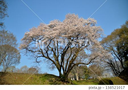 埼玉県大里郡寄居町鉢形 鉢形城の朝の氏邦桜(うじくにざくら) 埼玉県大里郡寄居町鉢形 鉢形城の朝の氏邦桜(うじくにざくら) 138521017