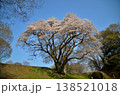埼玉県大里郡寄居町鉢形　鉢形城の朝の氏邦桜（うじくにざくら） 138521018