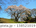 埼玉県大里郡寄居町鉢形　鉢形城の朝の氏邦桜（うじくにざくら） 138521019