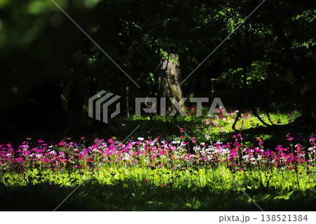 新緑と光に包まれたクリンソウ群落の絶景｜日光・中禅寺湖西湖畔 138521384
