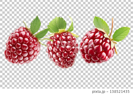 Shiny ripe loganberries or raspberry with vibrant green leaves, on white background. Concept of freshness and healthy food Shiny ripe loganberries or raspberry with vibrant green leaves, on white background. Concept of freshness and healthy food 138521435