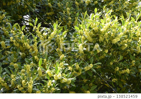 満開のモチノキの花 満開のモチノキの花 138521459