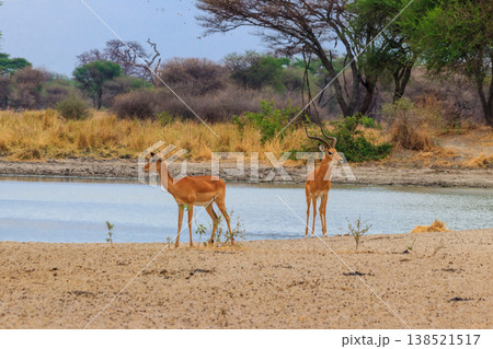 Impala (Aepyceros melampus) at the watering place in Tarangire National Park, Tanzania Impala (Aepyceros melampus) at the watering place in Tarangire National Park, Tanzania 138521517