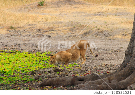 Lioness (Panthera leo) drinking water from waterhole in Tarangire national park, Tanzania Lioness (Panthera leo) drinking water from waterhole in Tarangire national park, Tanzania 138521521