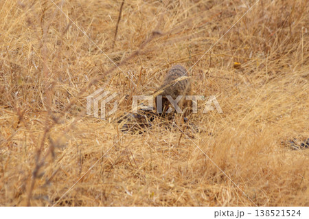 Banded mongoose (Mungos mungo) in dry grass in Tarangire national park, Tanzania Banded mongoose (Mungos mungo) in dry grass in Tarangire national park, Tanzania 138521524