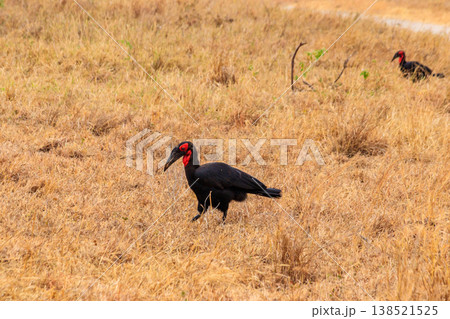 Southern Ground hornbill (Bucorvus leadbeateri) in dry grass in Tarangire national park, Tanzania 138521525