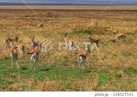 Herd of Thomson's gazelle (Eudorcas thomsonii) in Serengeti National Park in Tanzania. Wildlife of Africa Herd of Thomson's gazelle (Eudorcas thomsonii) in Serengeti National Park in Tanzania. Wildlife of Africa 138521531