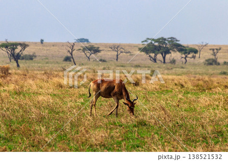Coke's hartebeest (Alcelaphus buselaphus cokii) or kongoni in Serengeti national park in Tanzania, Africa Coke's hartebeest (Alcelaphus buselaphus cokii) or kongoni in Serengeti national park in Tanzania, Africa 138521532