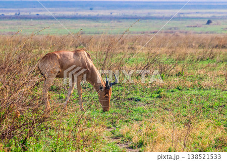 Coke's hartebeest (Alcelaphus buselaphus cokii) or kongoni in Serengeti national park in Tanzania, Africa 138521533