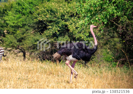 Male ostrich (Struthio camelus) in savanna in Serengeti National park in Tanzania. Wildlife of Africa 138521536