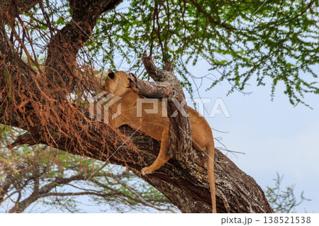 Adult lioness (Panthera leo) lying on a tree in Tarangire national park, Tanzania Adult lioness (Panthera leo) lying on a tree in Tarangire national park, Tanzania 138521538