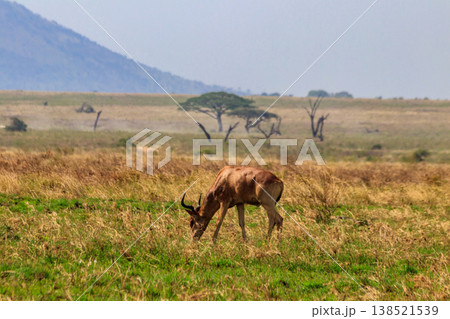 Coke's hartebeest (Alcelaphus buselaphus cokii) or kongoni in Serengeti national park in Tanzania, Africa Coke's hartebeest (Alcelaphus buselaphus cokii) or kongoni in Serengeti national park in Tanzania, Africa 138521539